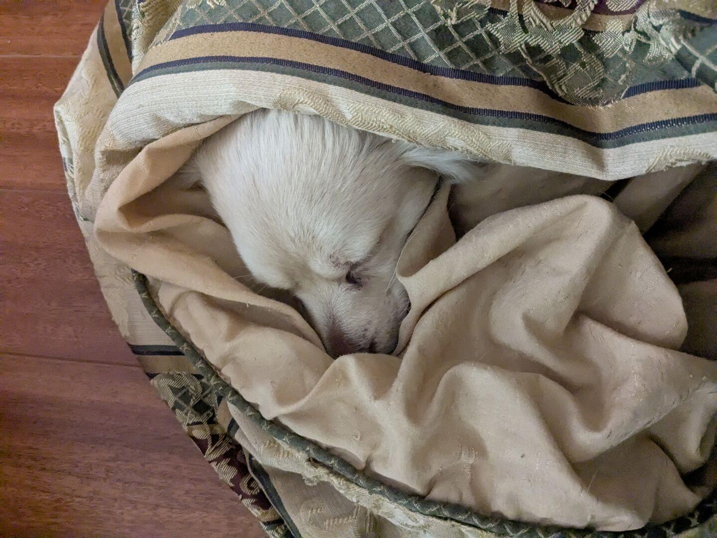 Teddy (dog) sleeping in blankets